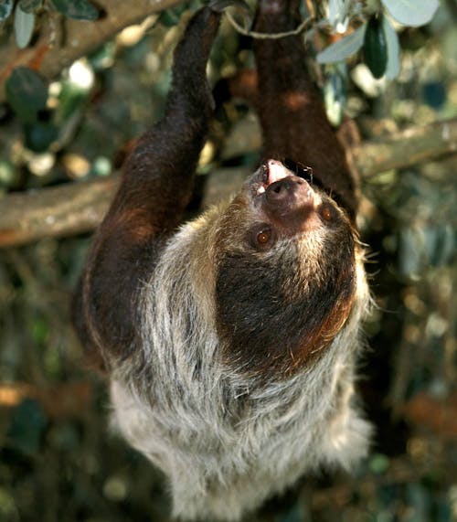 Maned three-toed sloth (Bradypus torquatus)